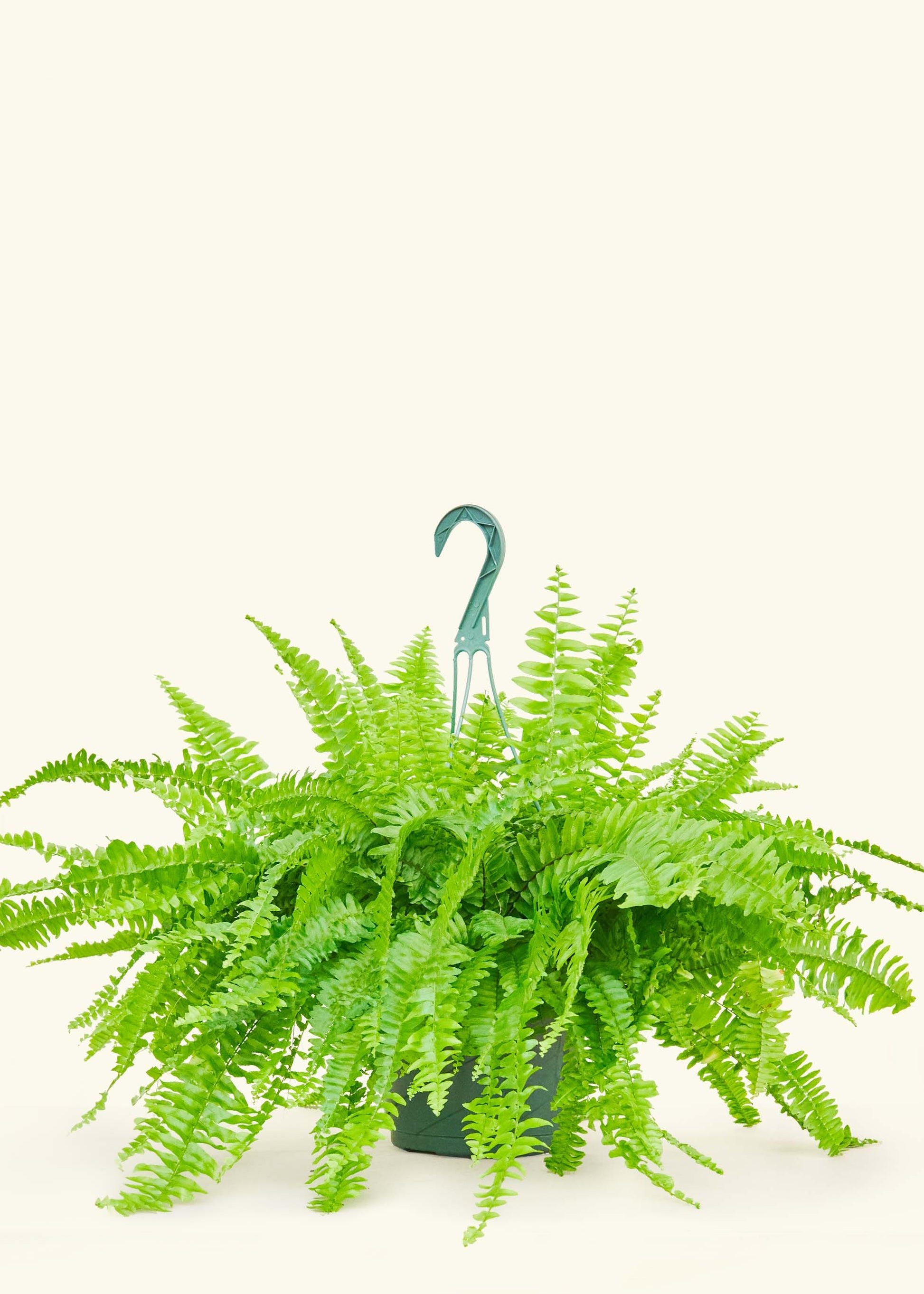 boston fern hanging plant Boston Fern – Hey Rooted