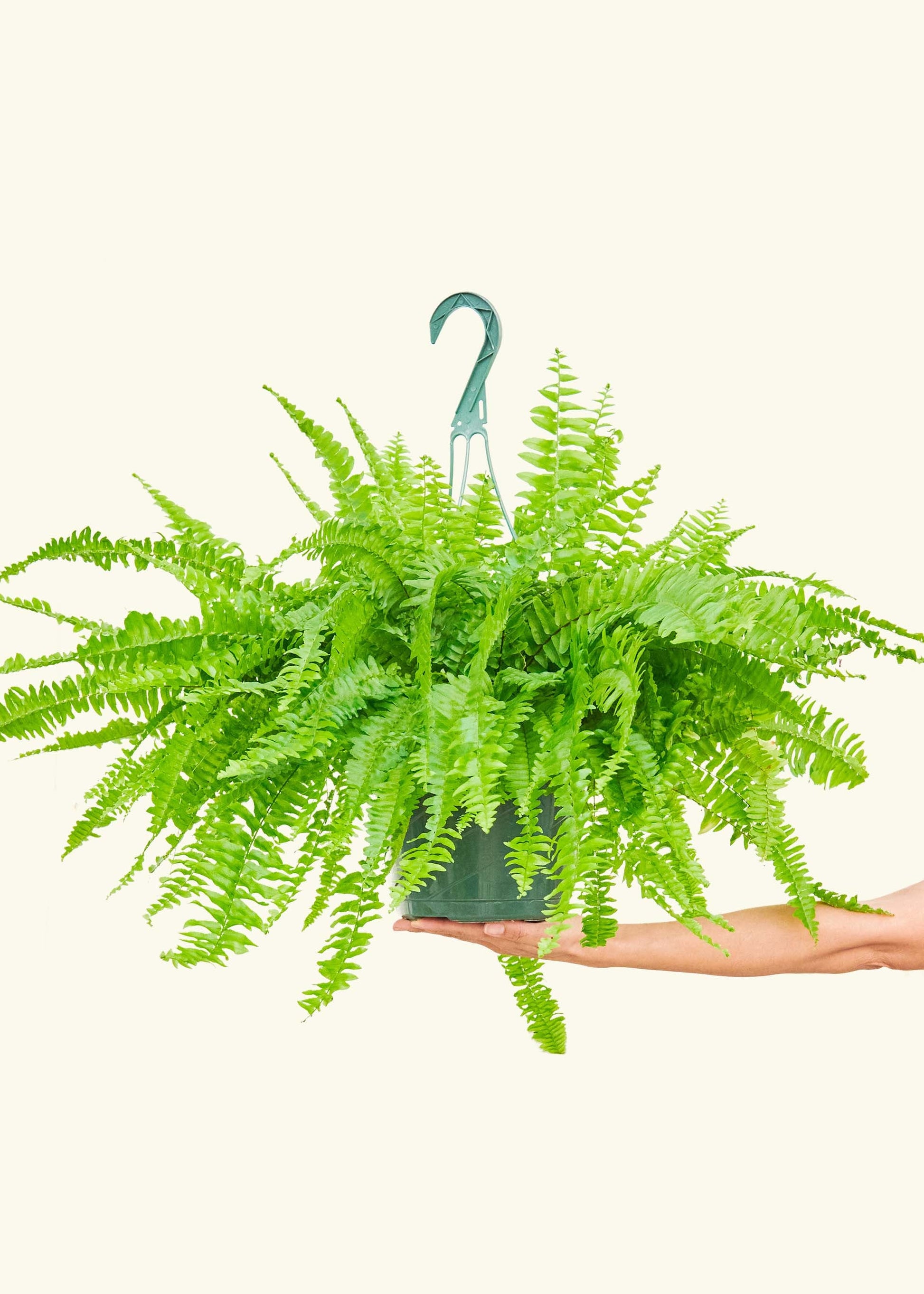 Boston Fern in a 8 inches grow pot
