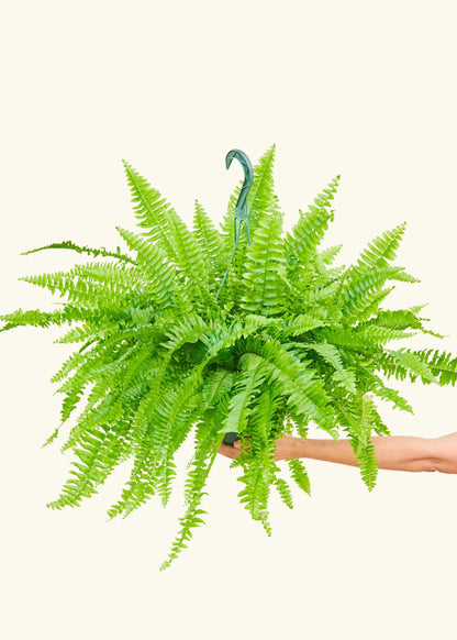 Boston Fern in a 8 inches grow pot