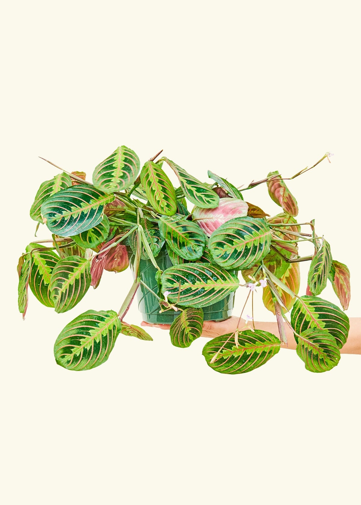 Red Prayer Plant in a 8 inches grow pot