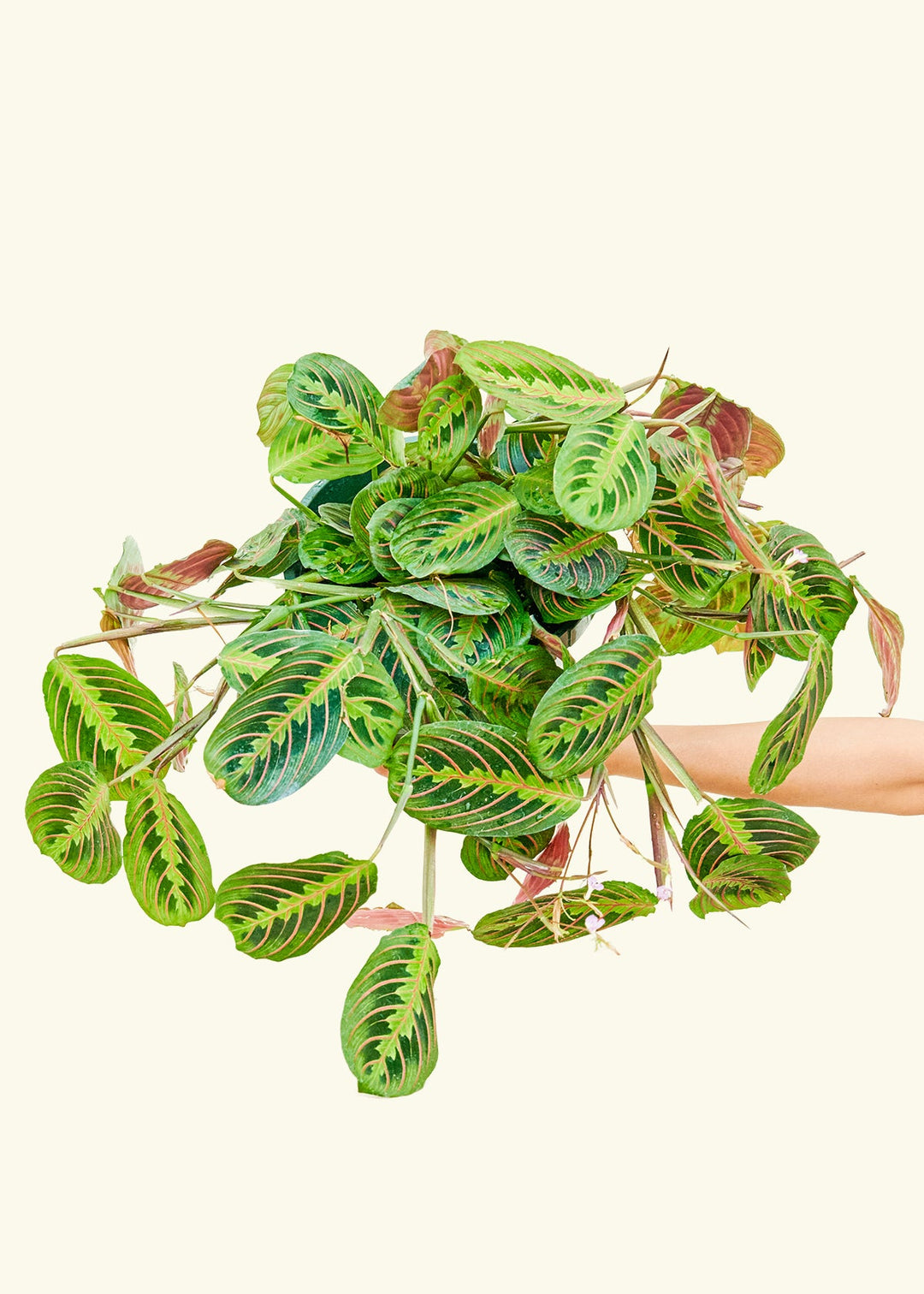 Red Prayer Plant in a 8 inches grow pot