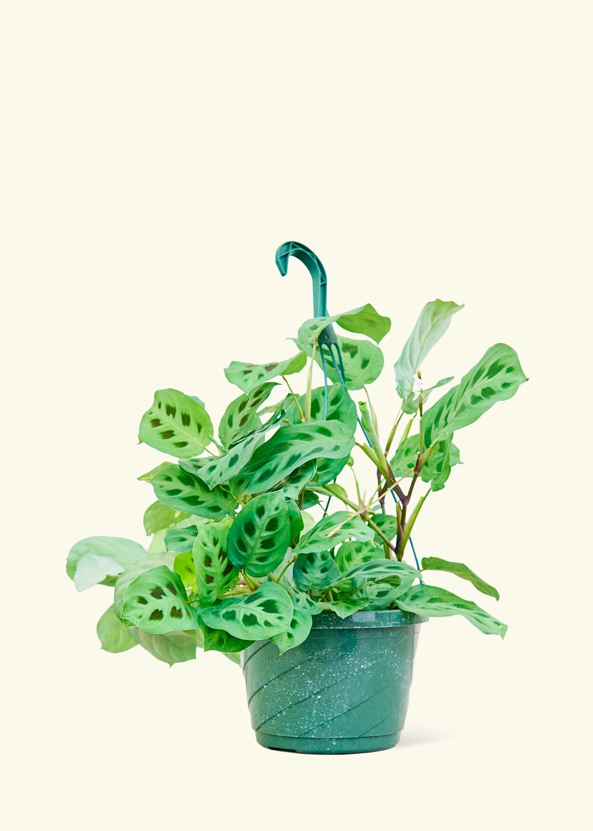 Prayer Plant Beauty Kim in a 8 inches grow pot