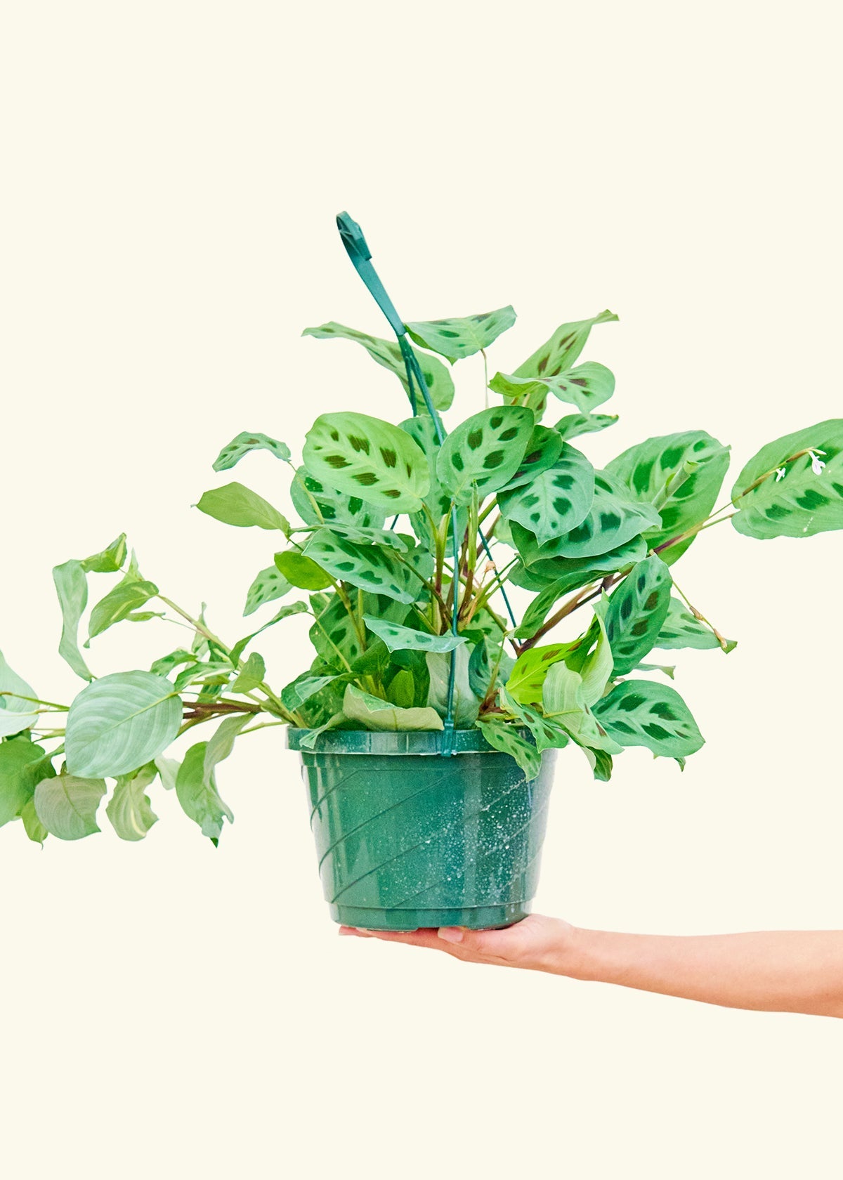 Prayer Plant Beauty Kim in a 8 inches grow pot