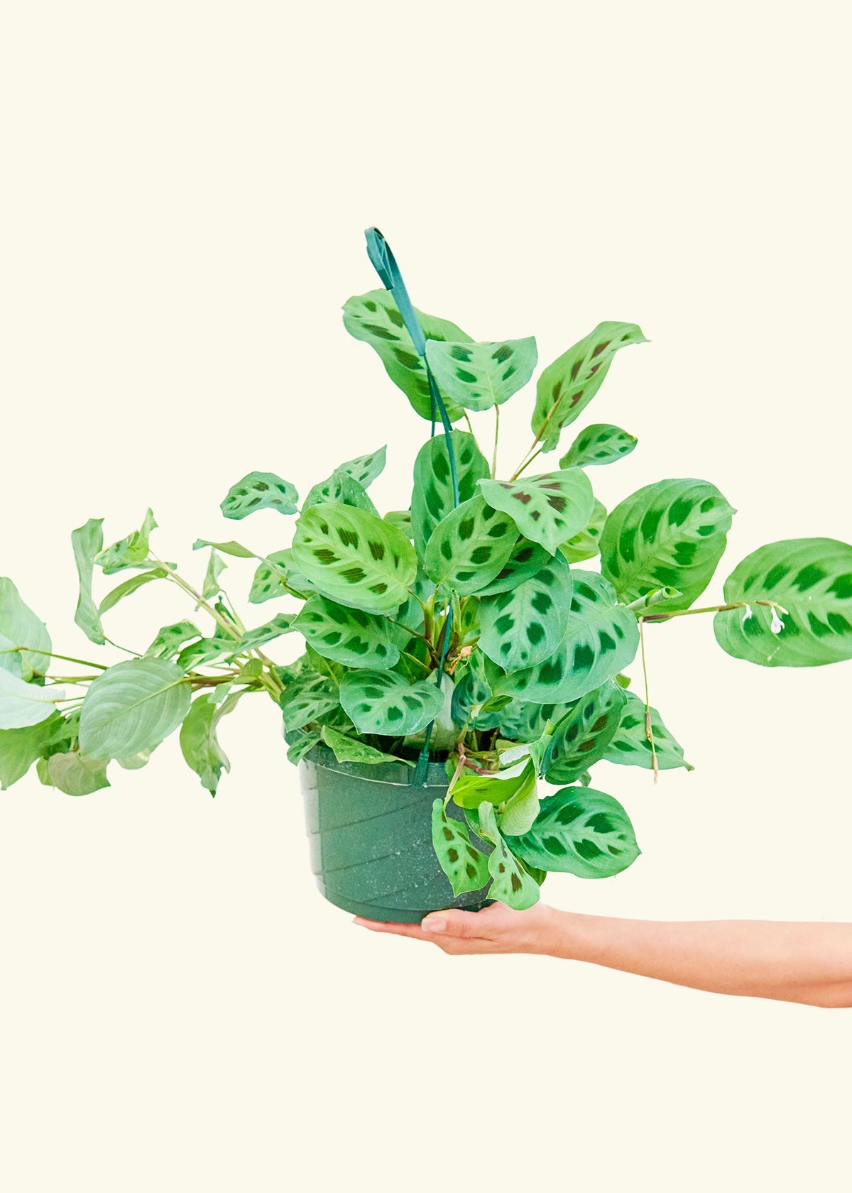 Prayer Plant Beauty Kim in a 8 inches grow pot