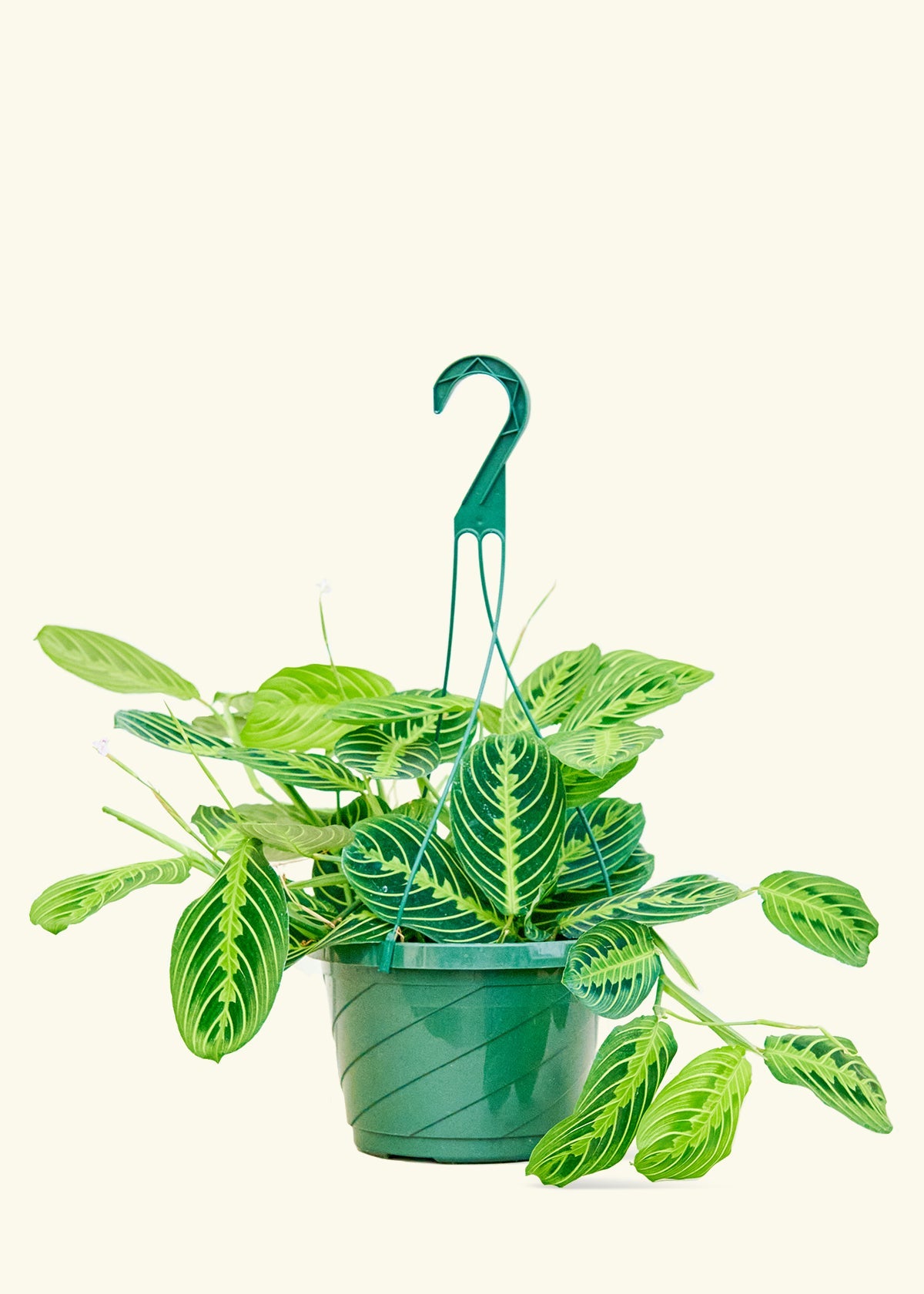 Lemon Lime Prayer Plant in a 8 inches grow pot