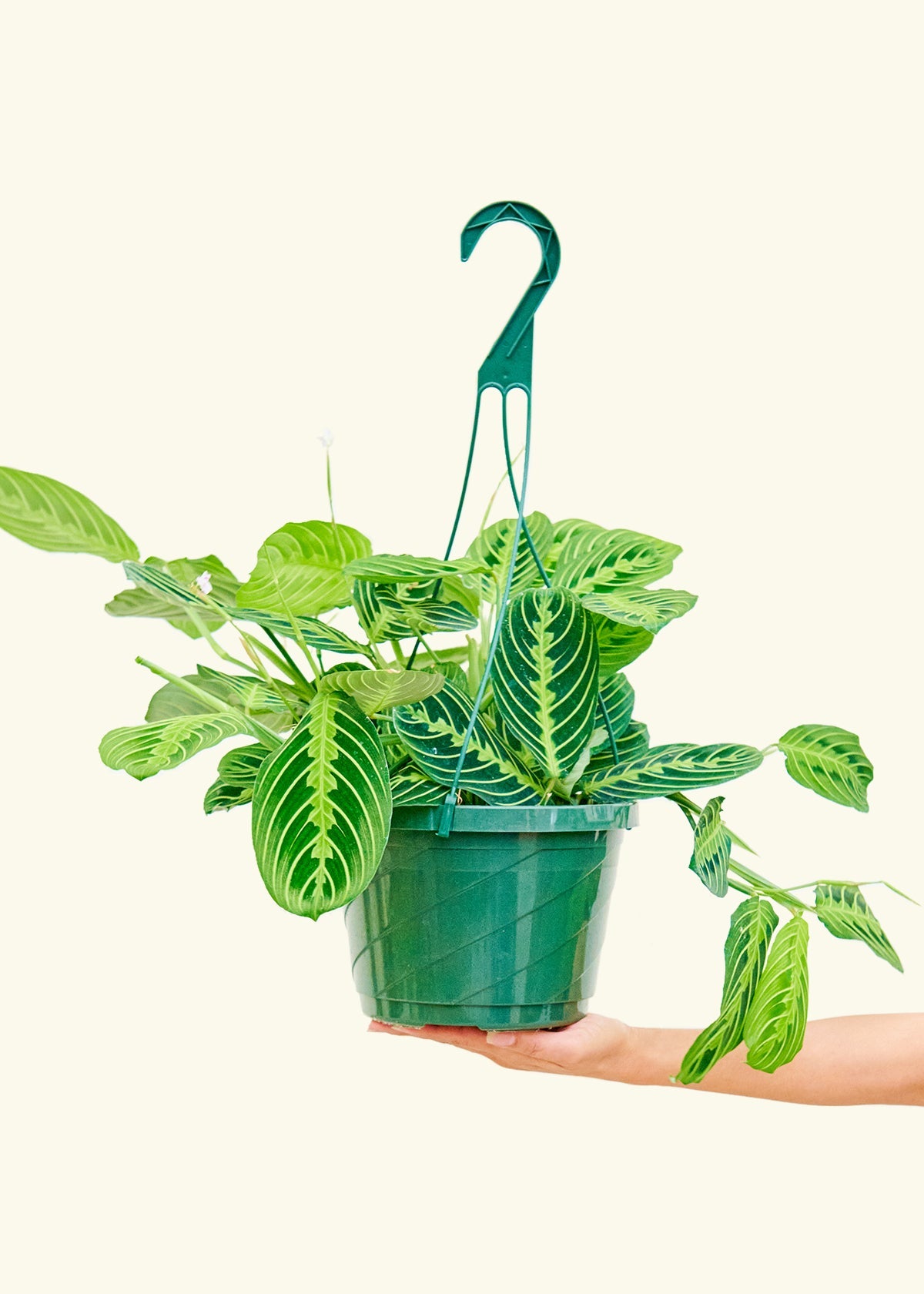Lemon Lime Prayer Plant in a 8 inches grow pot