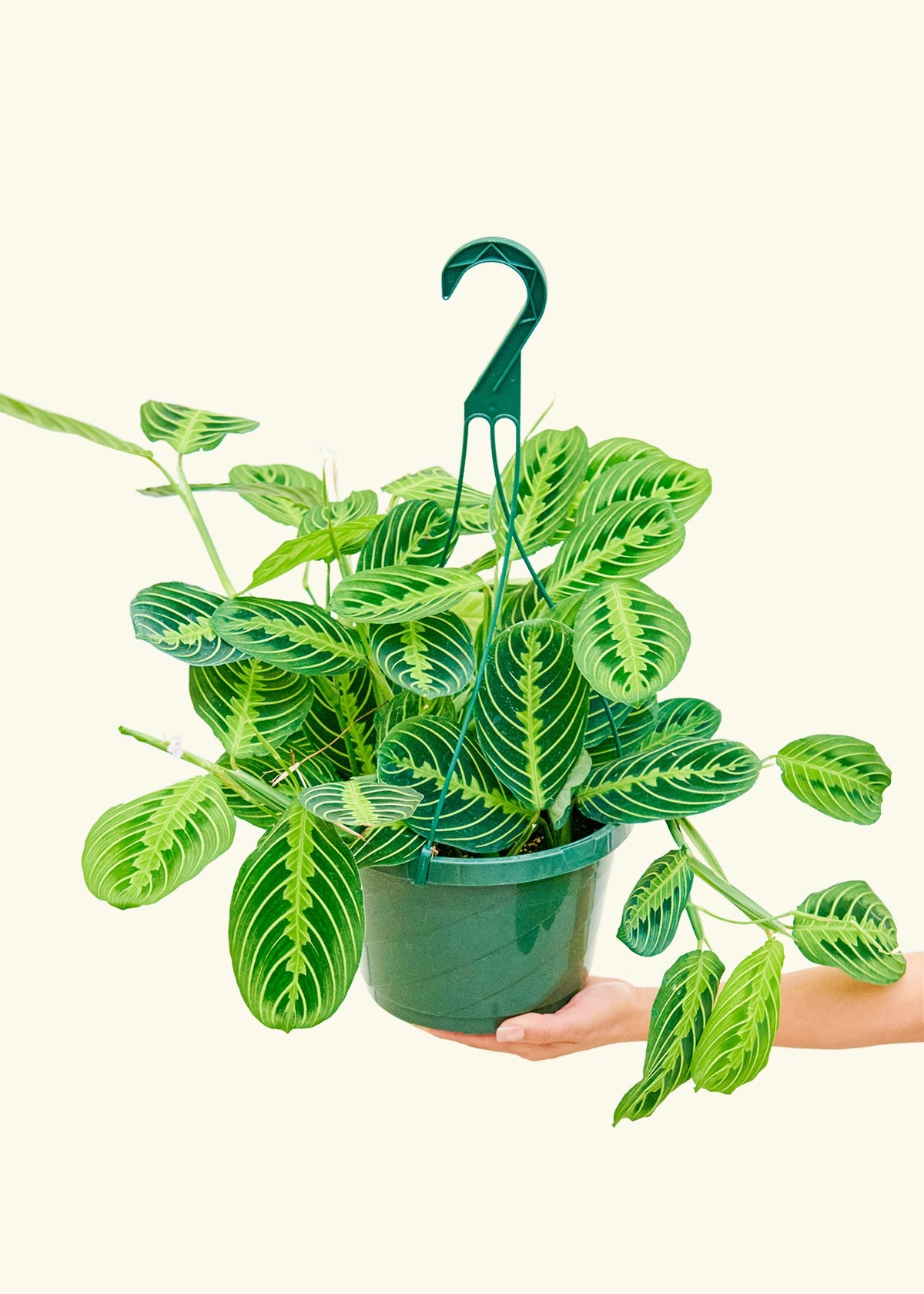 Lemon Lime Prayer Plant in a 8 inches grow pot