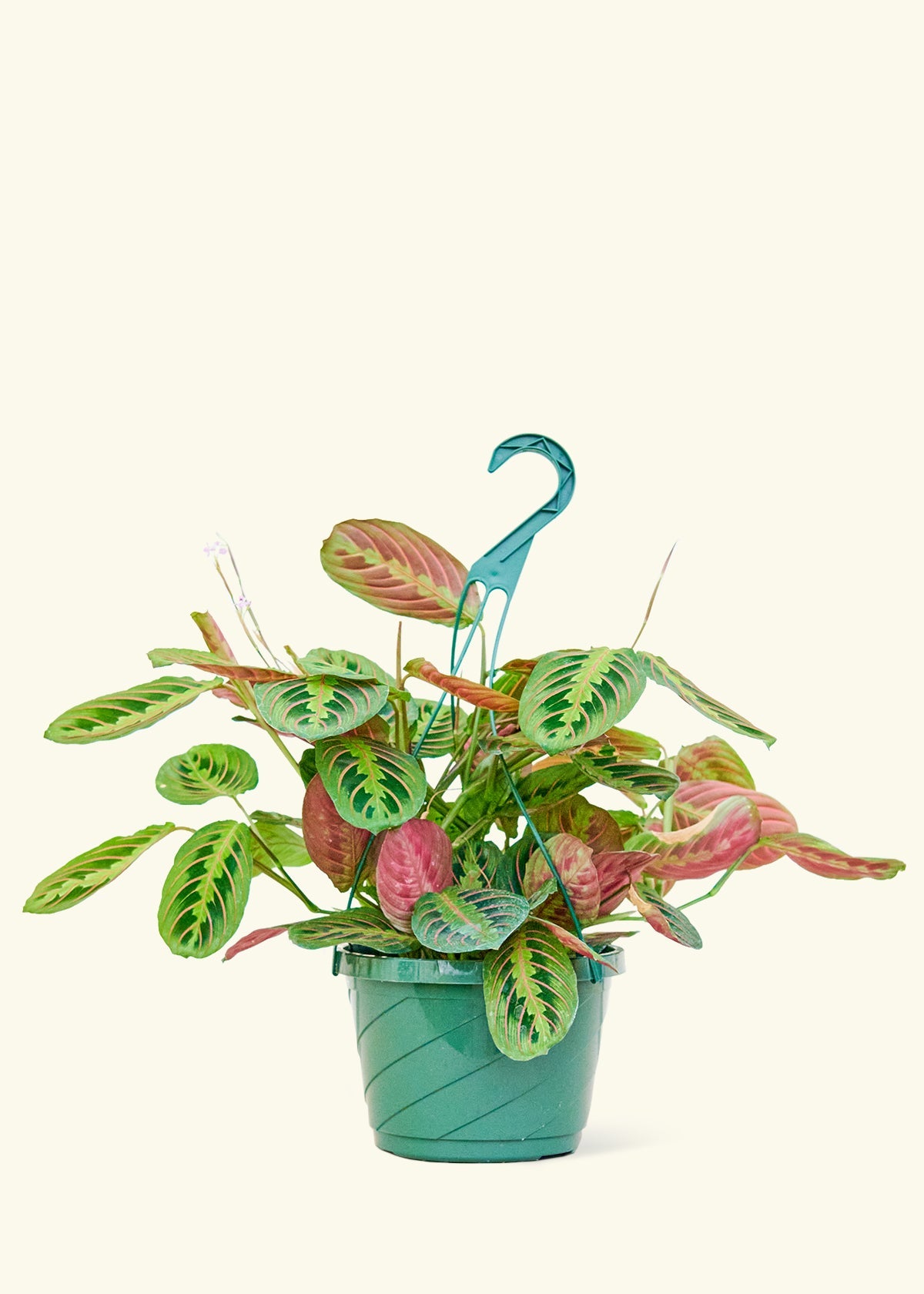 can you hang a prayer plant Buy a Red Prayer Plant – Hey Rooted