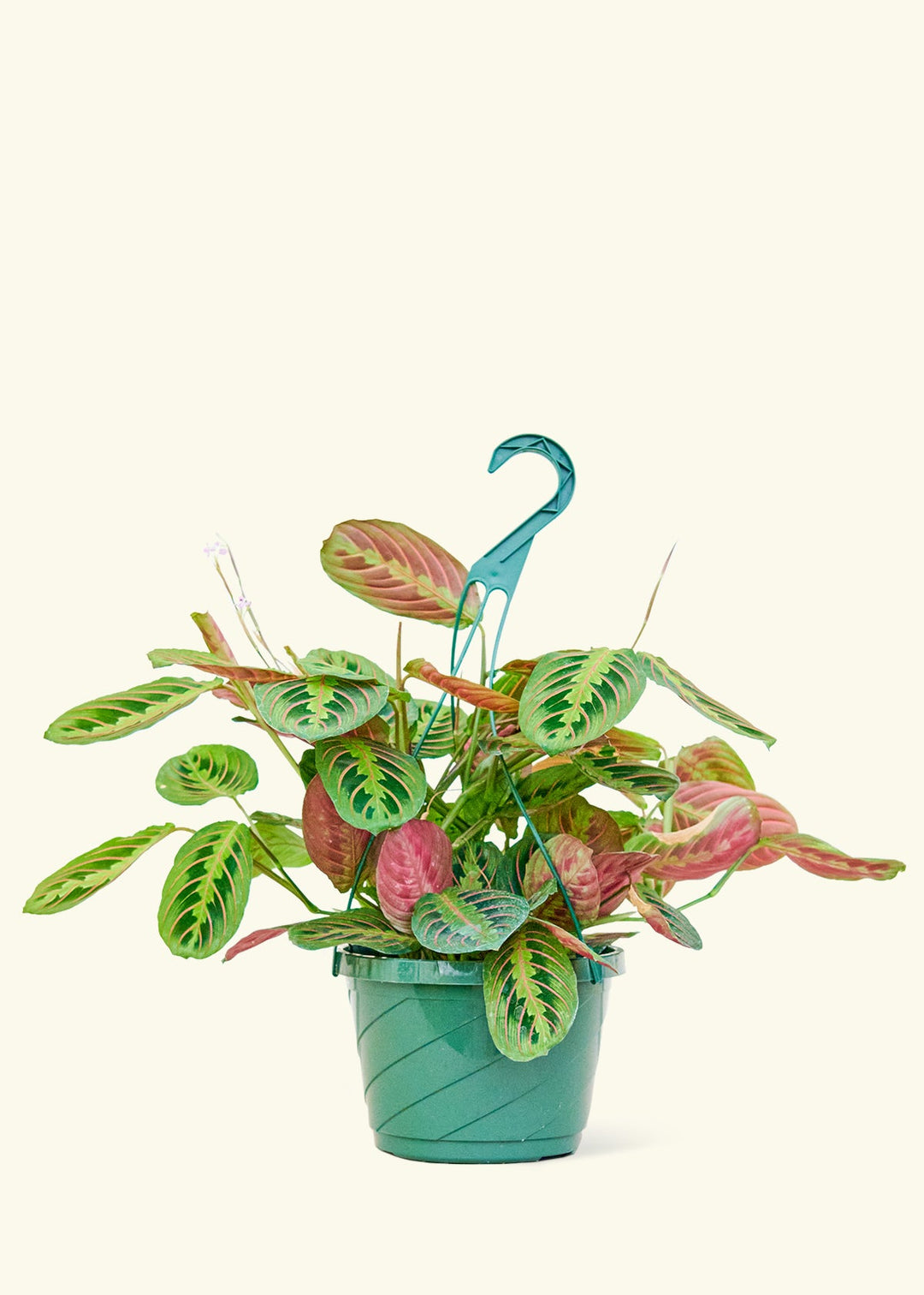 Red Prayer Plant in a 8 inches grow pot