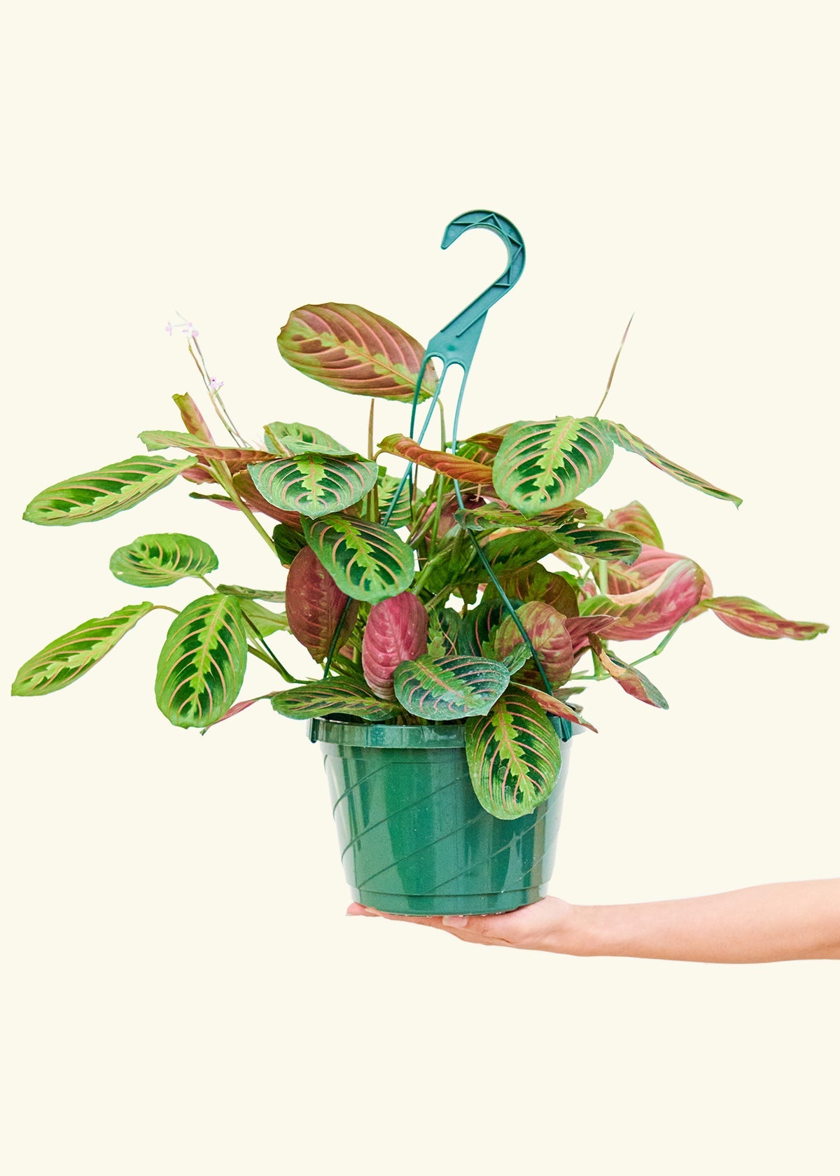 Red Prayer Plant in a 8 inches grow pot