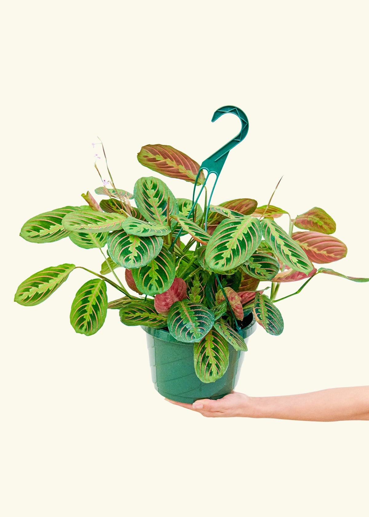 Red Prayer Plant in a 8 inches grow pot