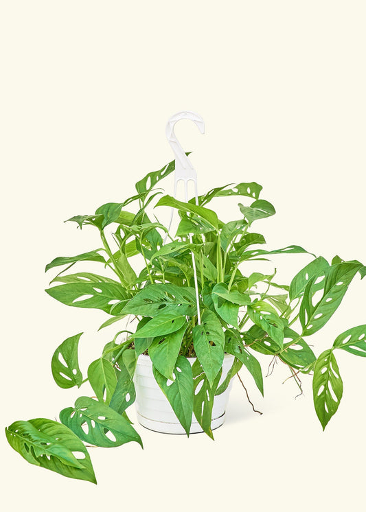 Swiss Cheese Vine in a 8 inches grow pot
