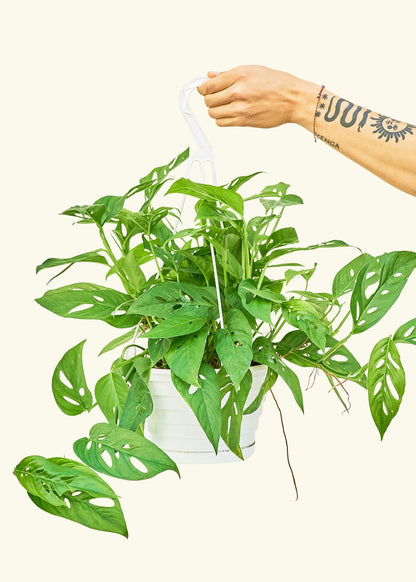 Swiss Cheese Vine in a 8 inches grow pot