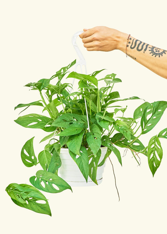 Swiss Cheese Vine in a 8 inches grow pot