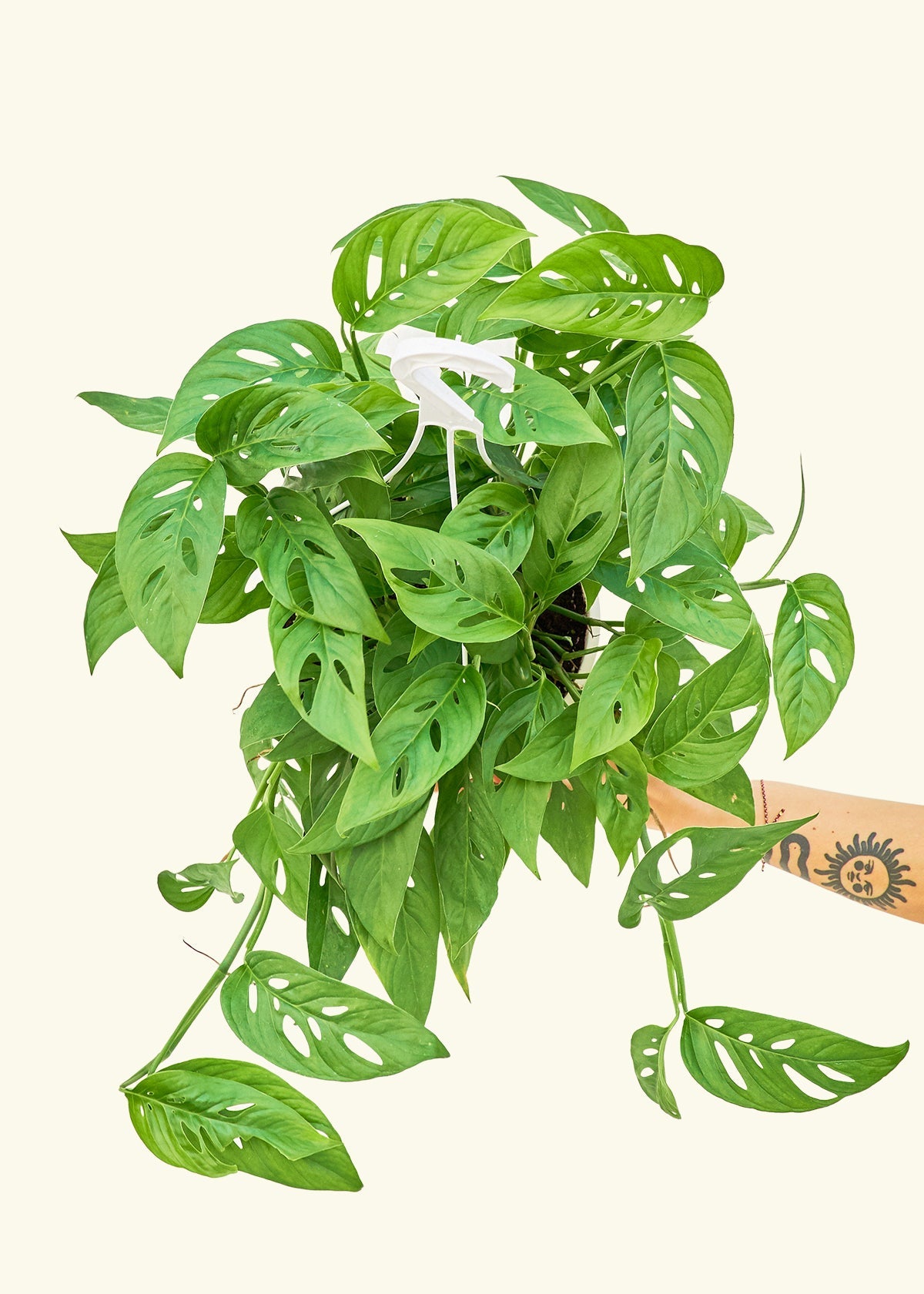 Swiss Cheese Vine in a 8 inches grow pot