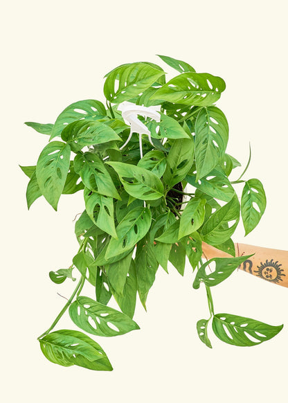 Swiss Cheese Vine in a 8 inches grow pot