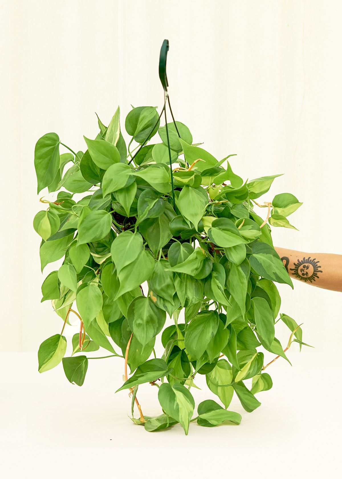 Philodendron Brazil in a 8 inches grow pot