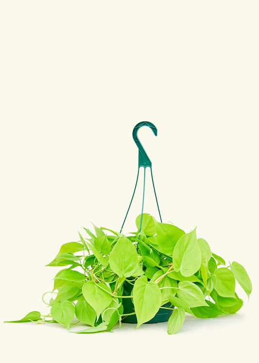Philodendron Neon in a 8 inches hanging planter