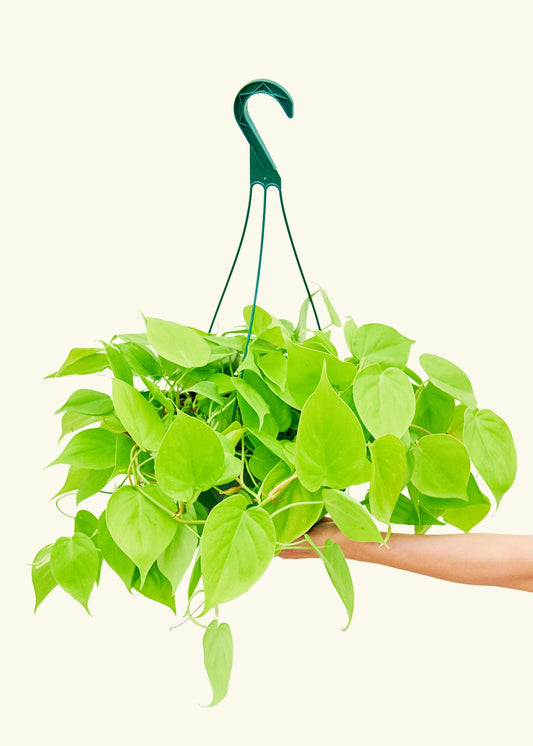 Philodendron Neon in a 8 inches hanging planter