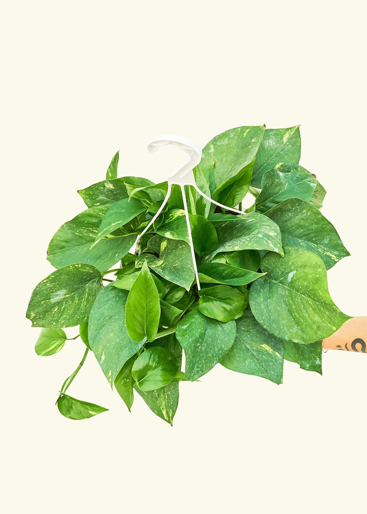 Golden Pothos in a 8 inches grow pot