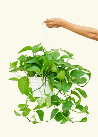 Pothos 'Jade'