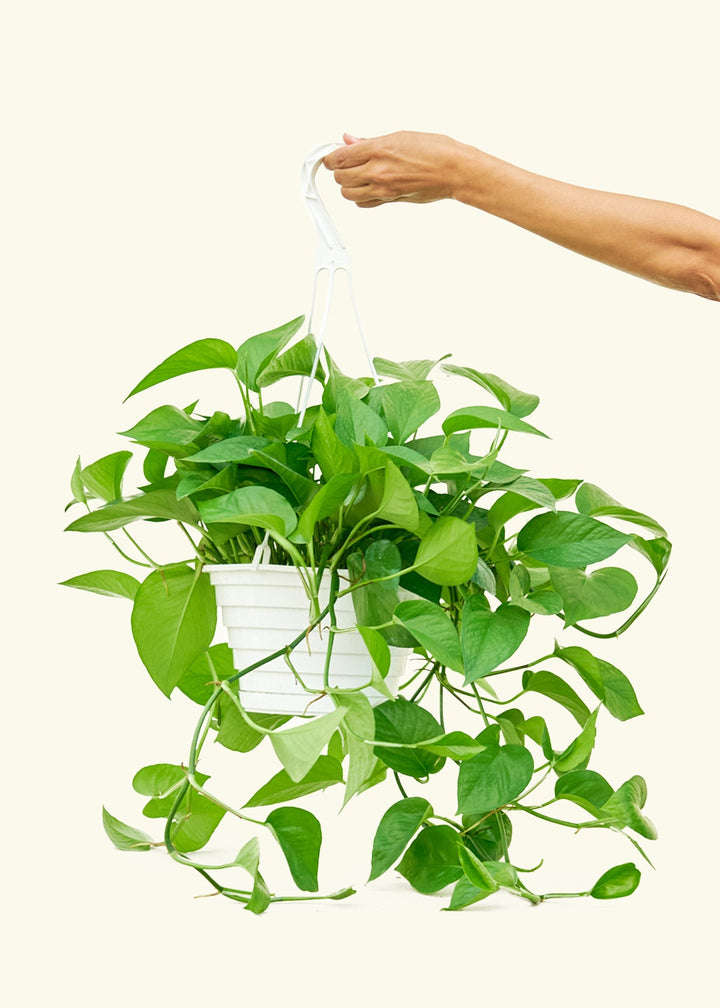 Pothos Jade in a 8 inches grow pot