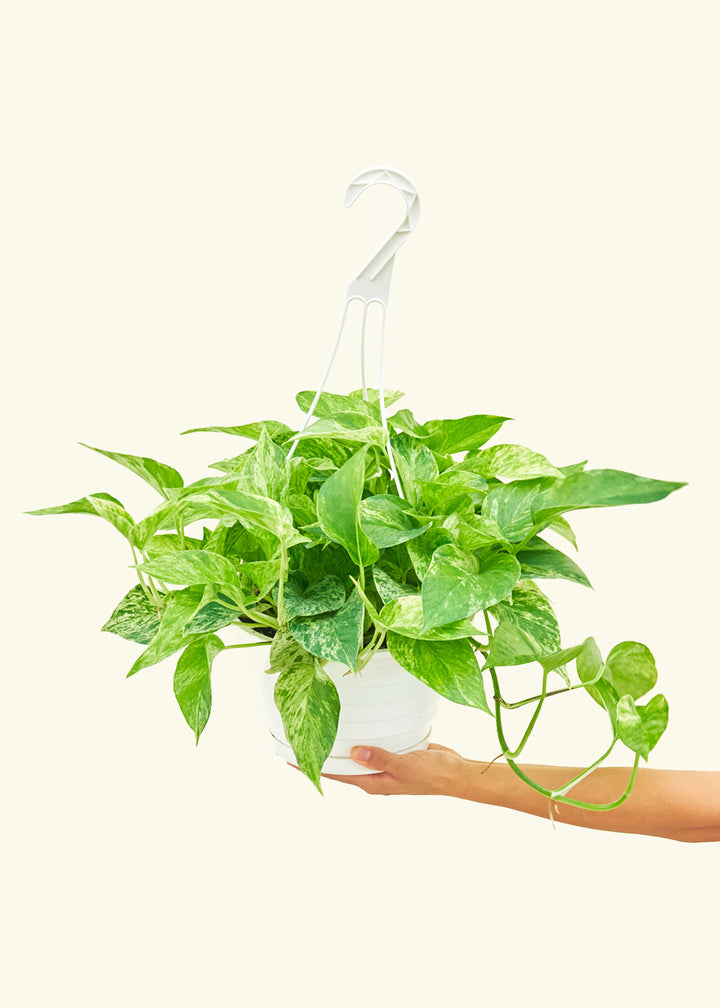 Pothos Marble Queen in a 8 inches grow pot in a Shamrock Petal Drip Tray