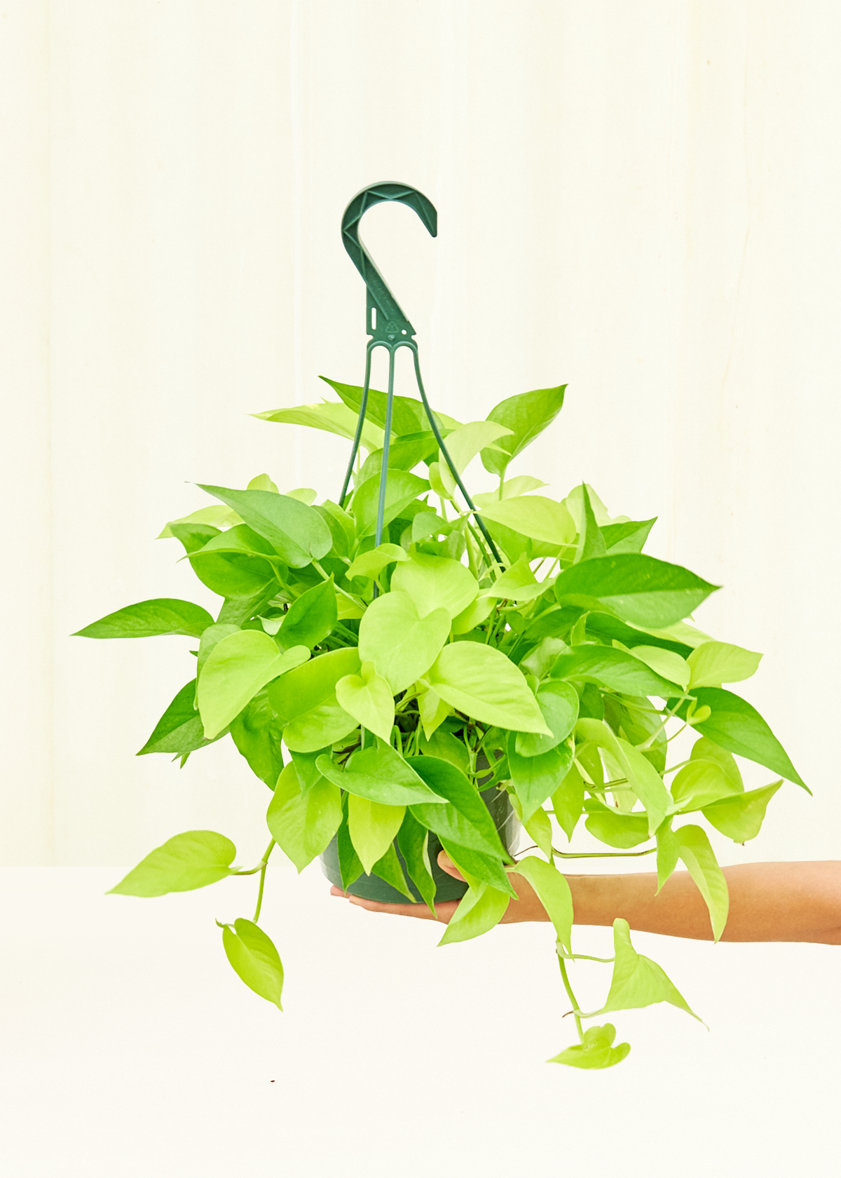 Neon Pothos in a 8 inches grow pot