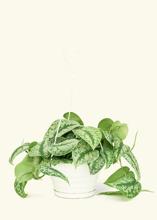 Silver Pothos Exotica in a 8 inches hanging planter