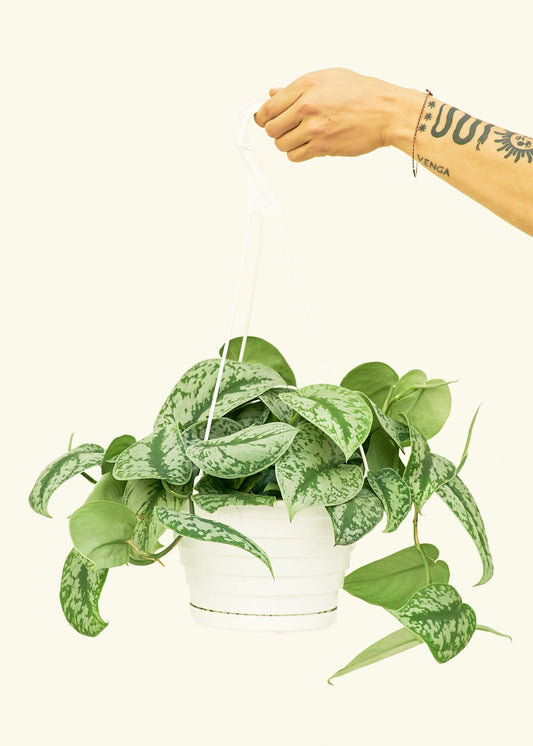Silver Pothos Exotica in a 8 inches hanging planter