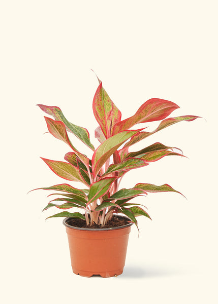Red Chinese Evergreen – Hey Rooted