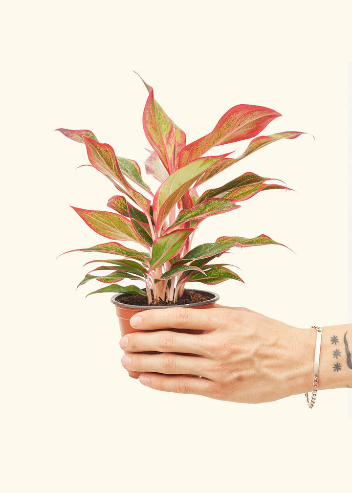Red Chinese Evergreen in a 4 inches grow pot