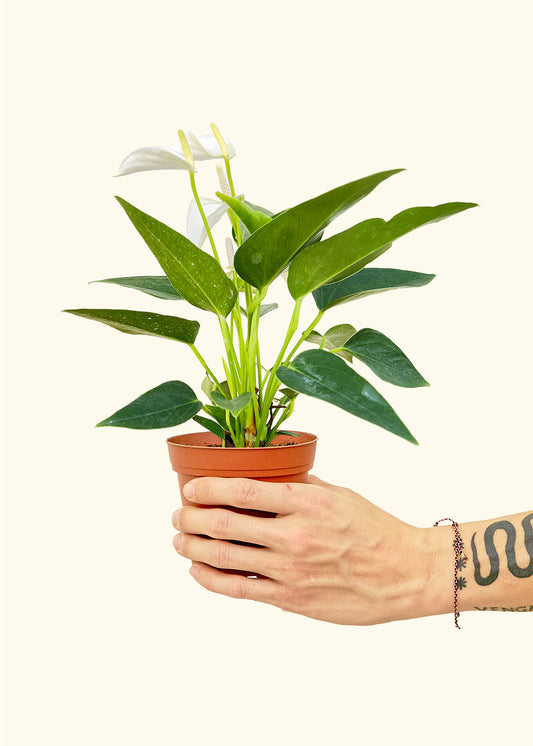 Anthurium White Flamingo in a 4 inches grow pot