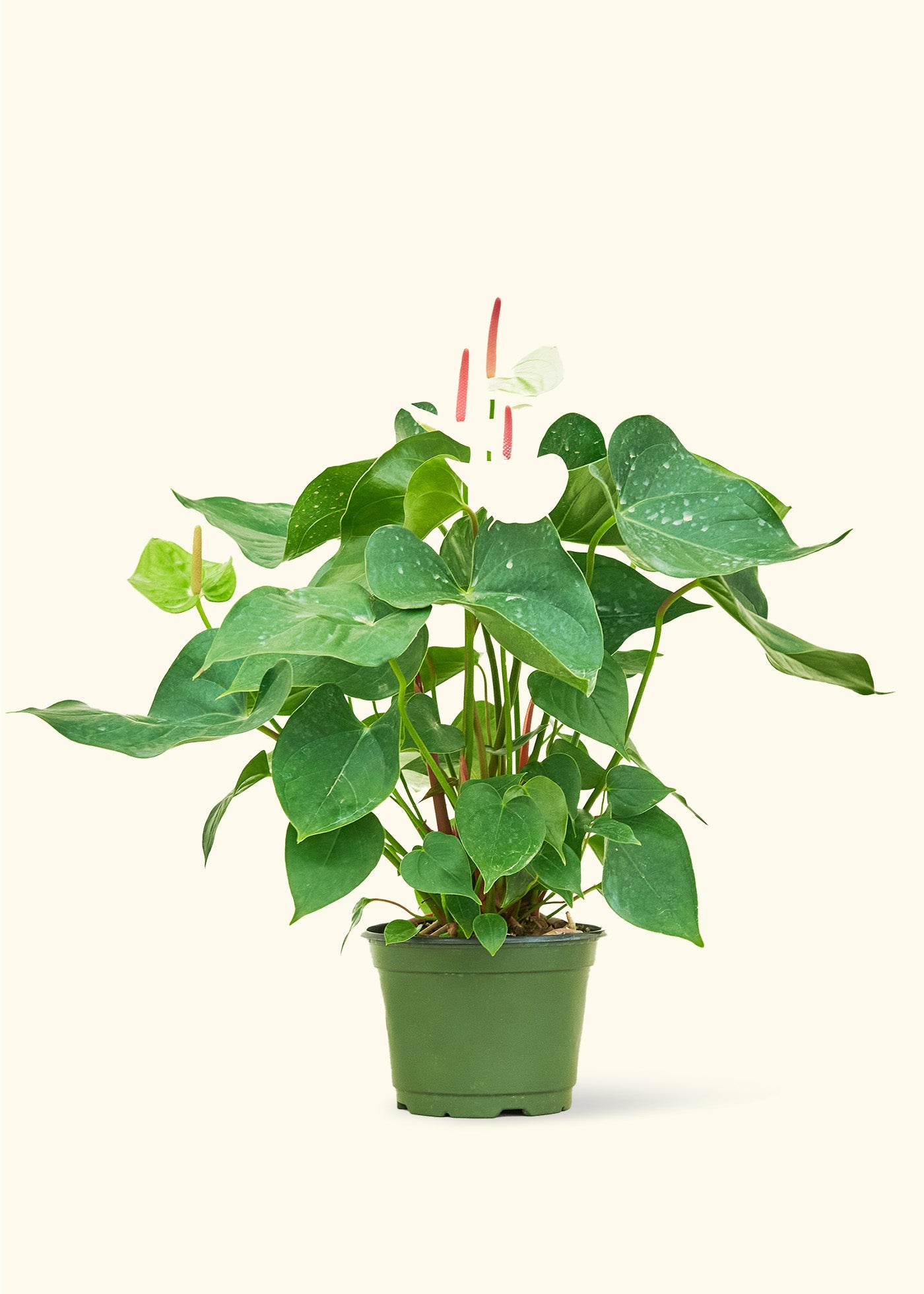 white anthurium White Anthurium