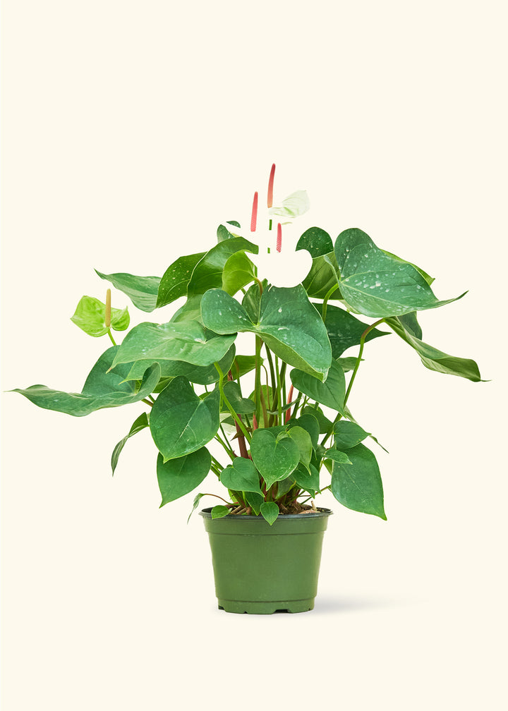 Anthurium White Flamingo in a 6 inches grow pot