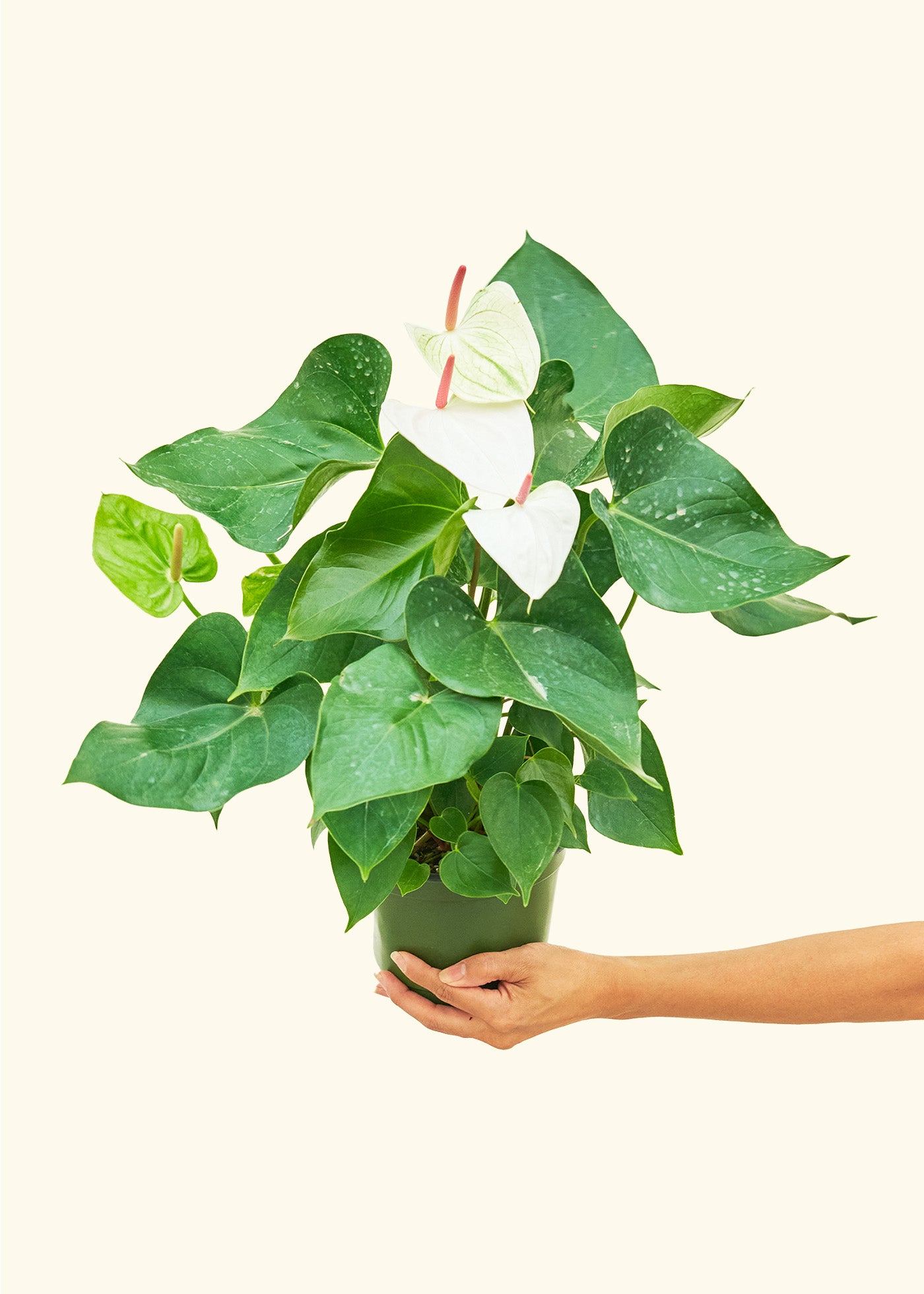 Anthurium White Flamingo in a 6 inches grow pot