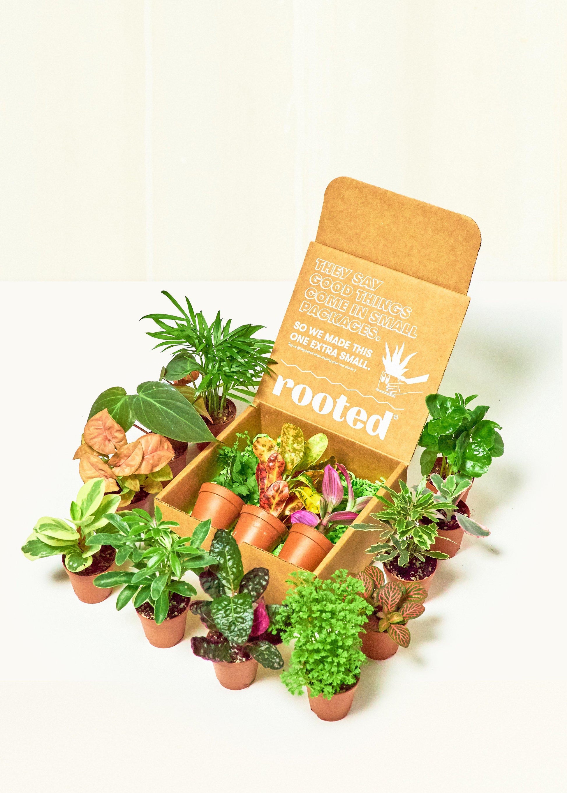 mystery house plant box Baby Jungle Trio – Hey Rooted