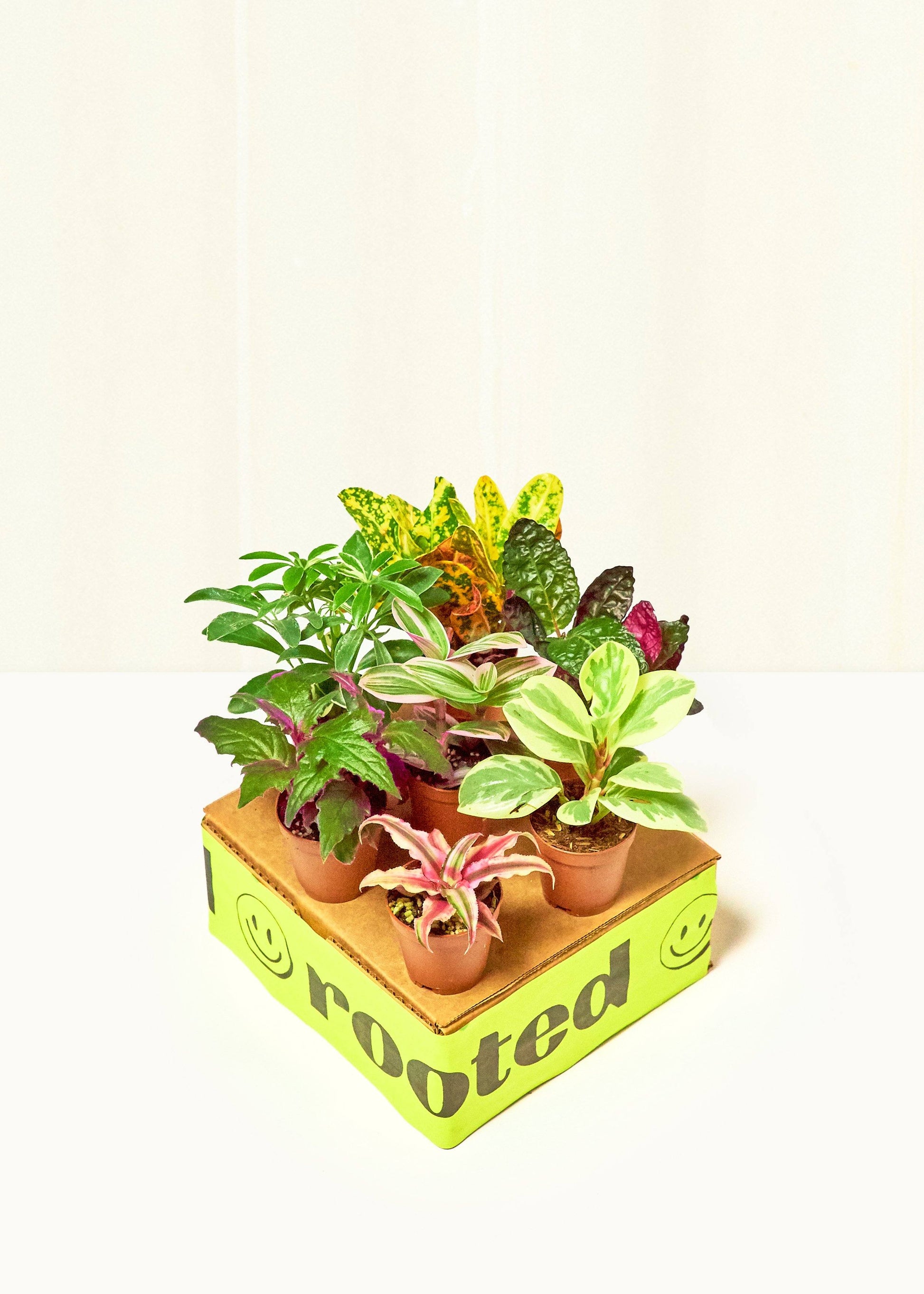 mystery house plant box Baby Jungle Trio – Hey Rooted