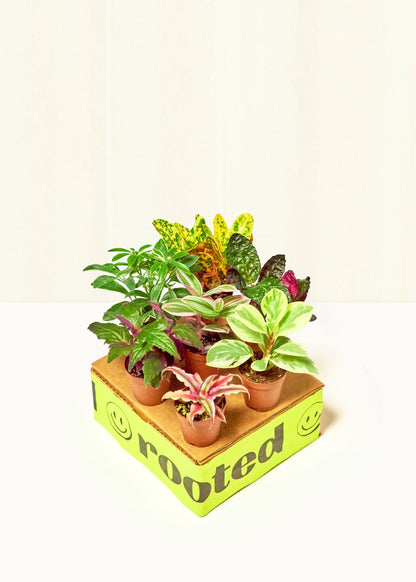 mystery house plant box Baby Jungle Trio – Hey Rooted
