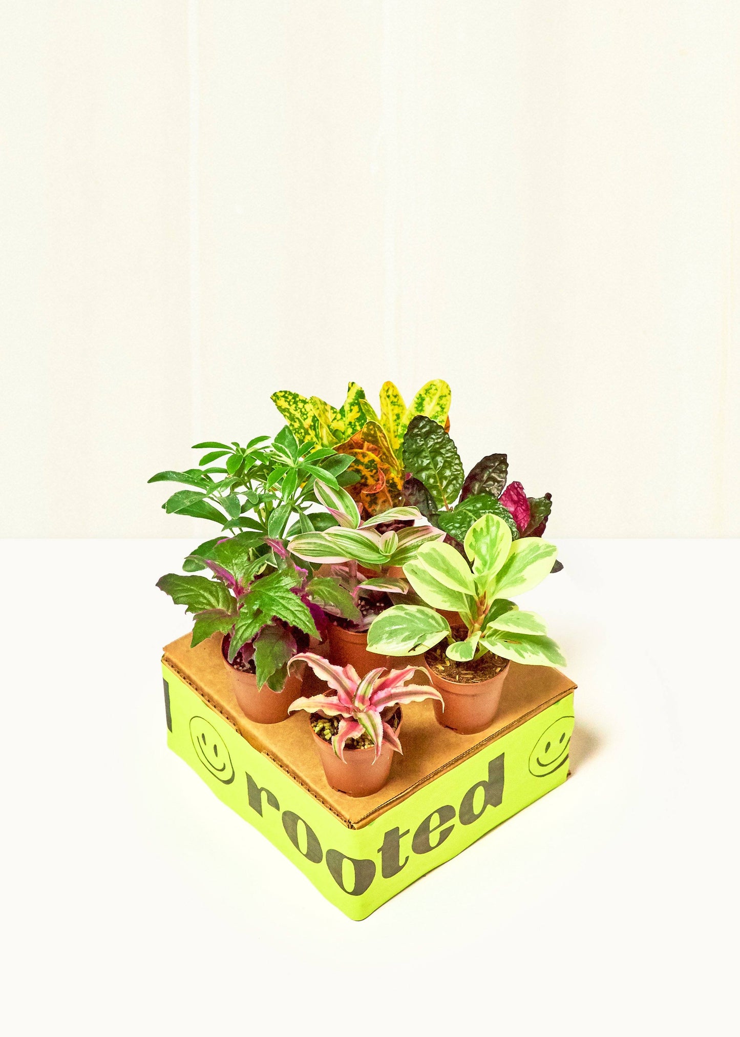 Baby Mystery Jungle Box Bundle Rooted Bright/Direct 
