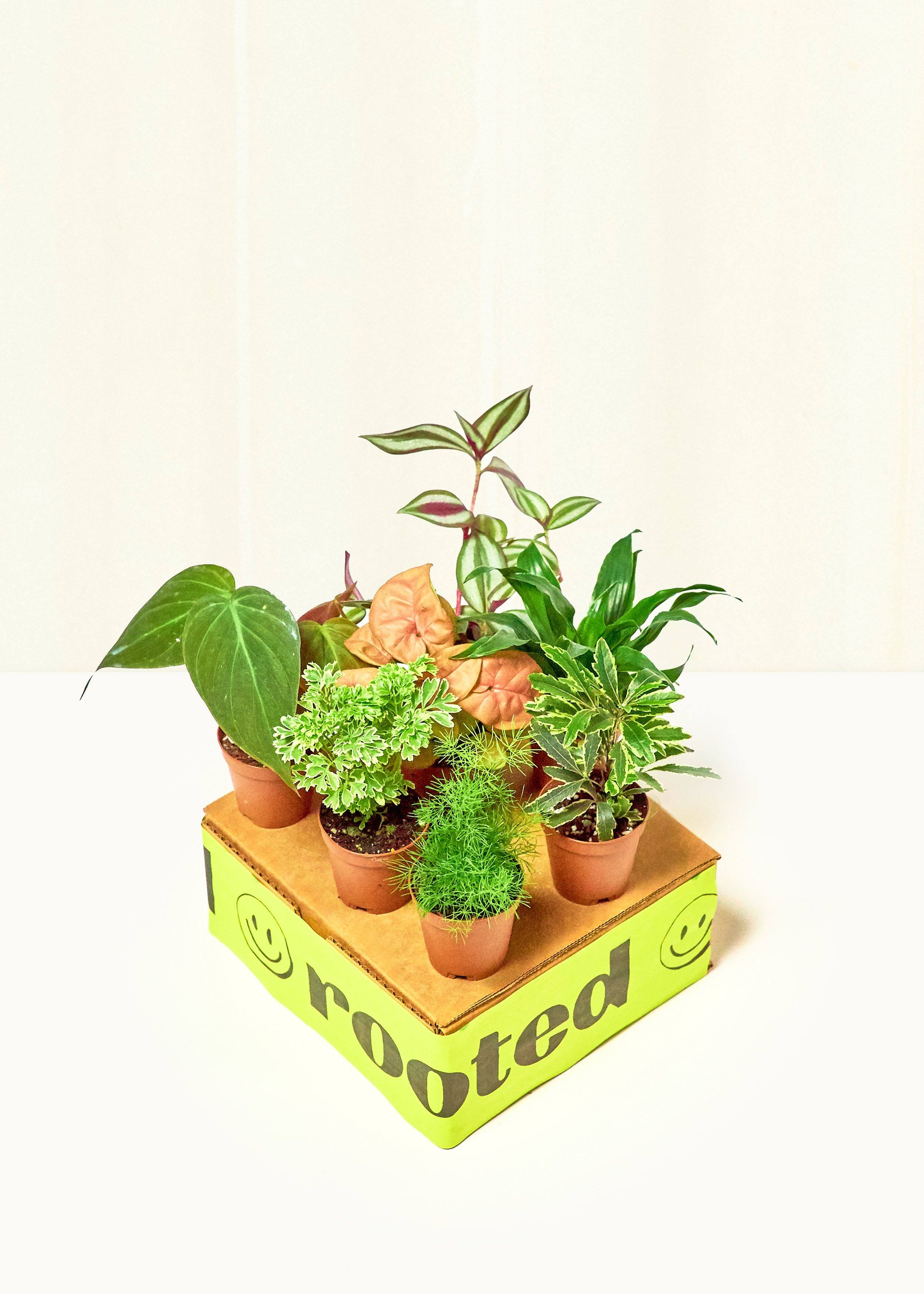 Baby Jungle Trio – Hey Rooted
