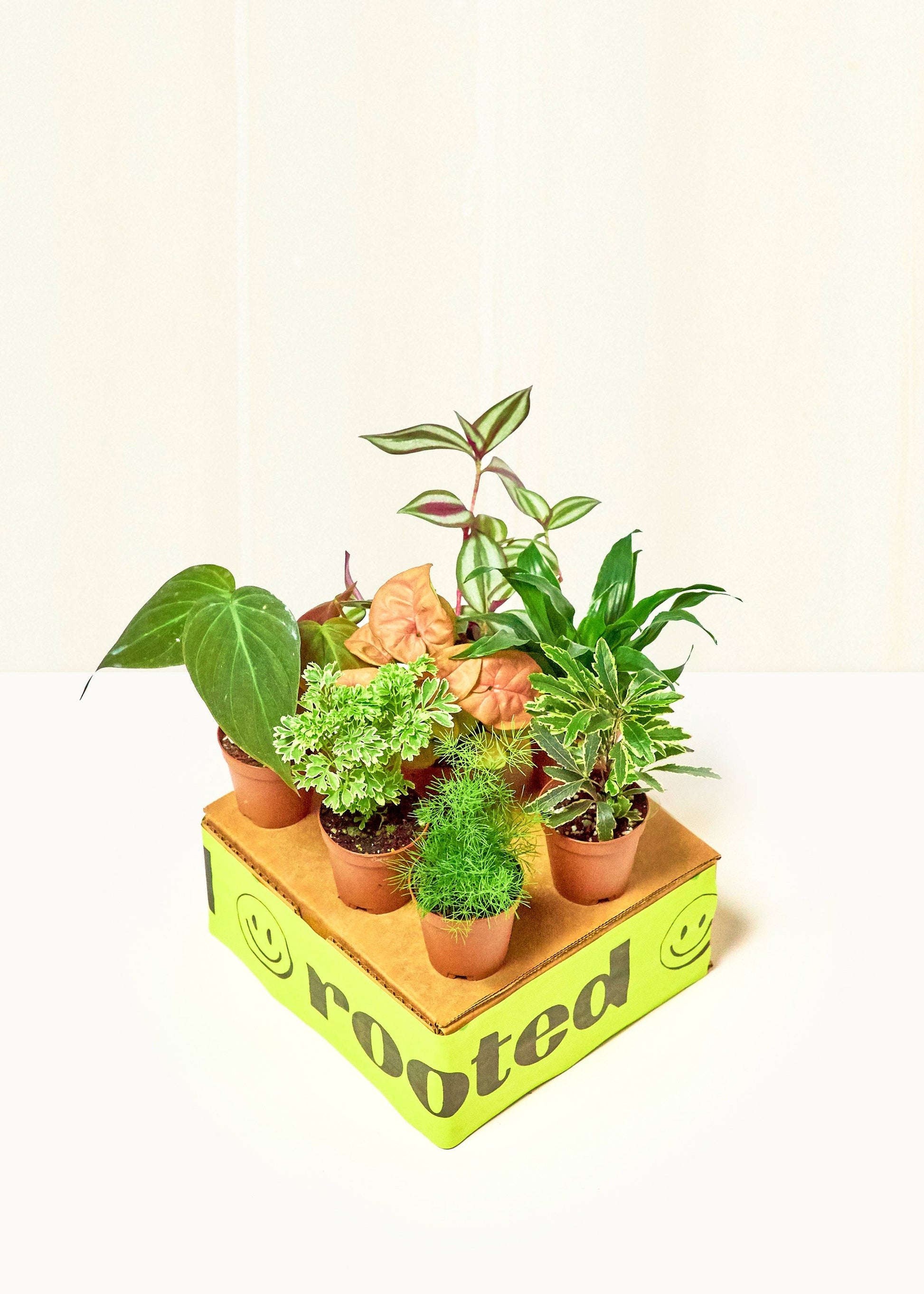 mystery house plant box Baby Jungle Trio – Hey Rooted