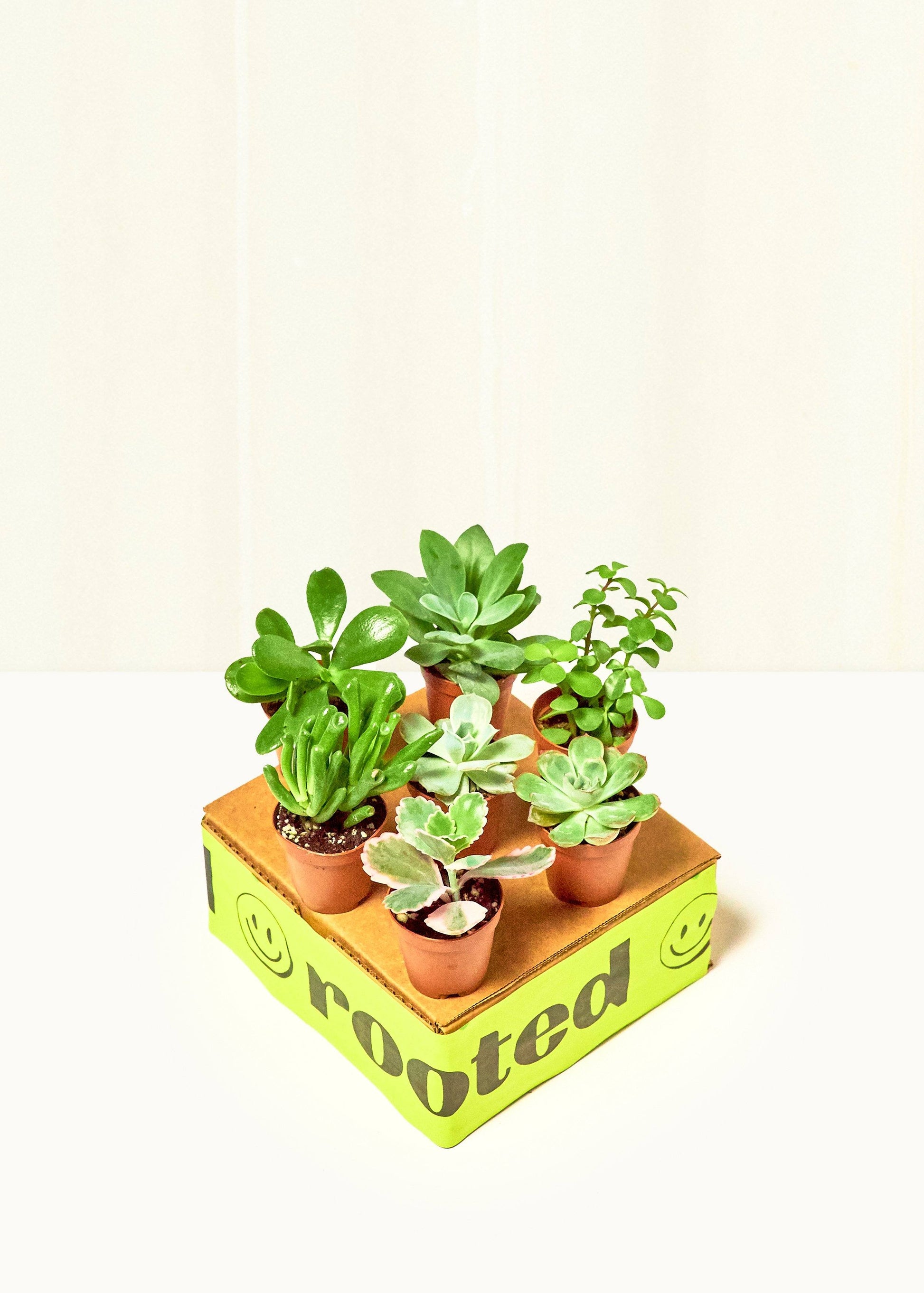 succulent friends blind box Baby Succulent Trio – Hey Rooted
