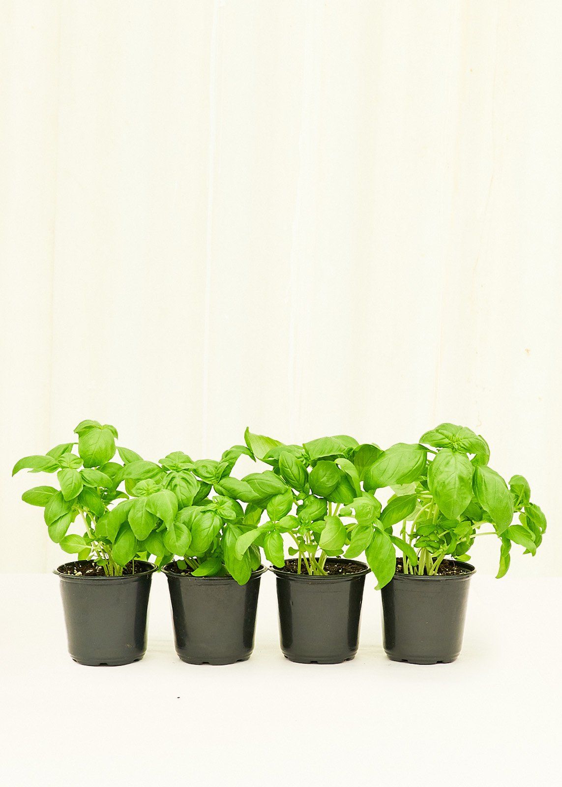 Basil 4 pack Plant Rooted 