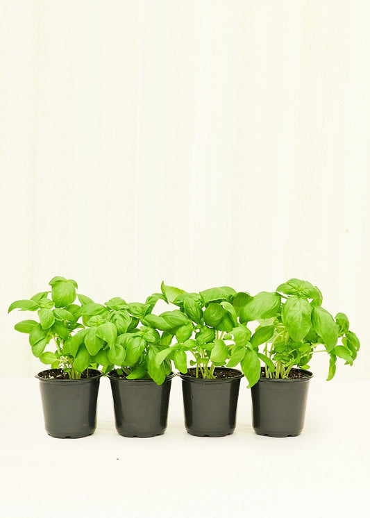 Basil 4 pack Plant Rooted 