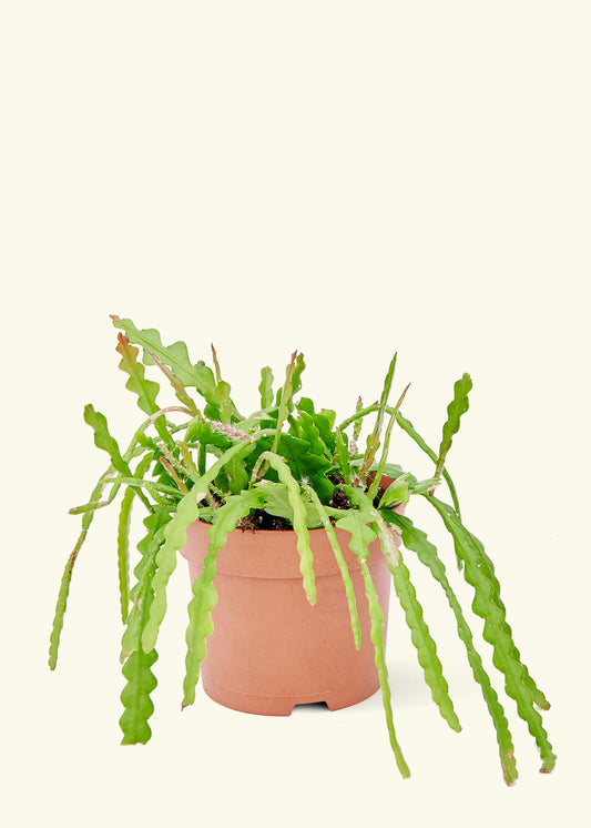 Fishbone Cactus in a 6 inches grow pot