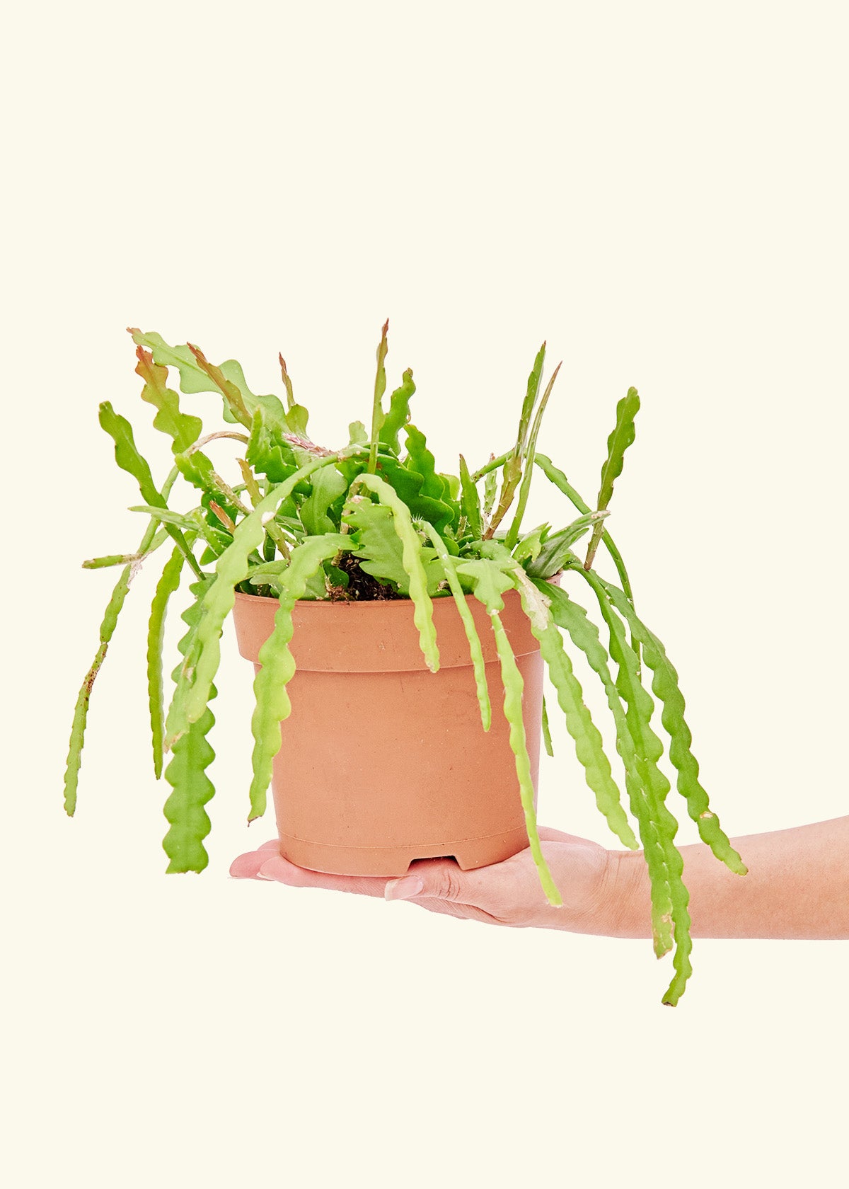 Fishbone Cactus in a 6 inches grow pot