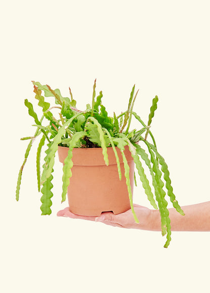 Fishbone Cactus in a 6 inches grow pot