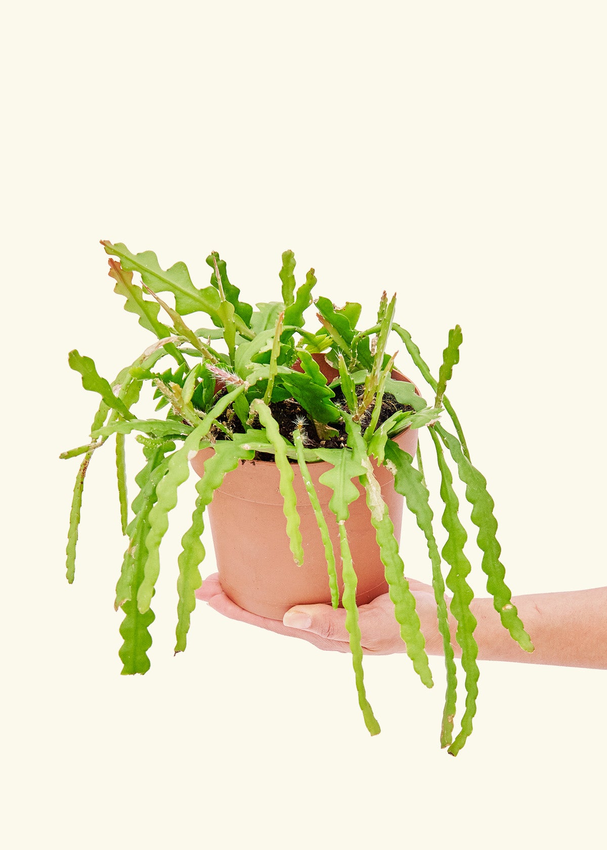 Fishbone Cactus in a 6 inches grow pot
