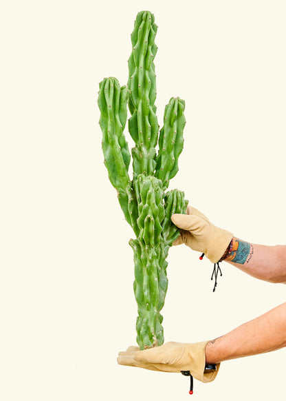 Monstrose Cactus